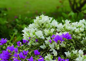 ţƤ�_�z���ע�����