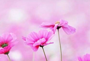 ����Ƥ�׻��ߵ��ճ�ע�����