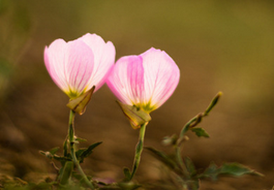 ��Щ���������T�l�^����Ƥ�ף�