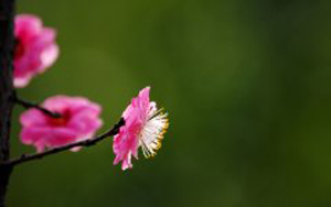 �L(zh��ng)�����￴����Ч����