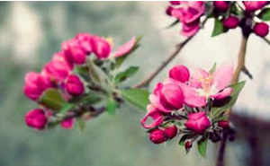 ��Щ����?sh��)��ʳ���T��������ĳ��F(xi��n)