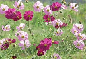 �ί�Ó�l(f��)������ʲô�`�^(q��)