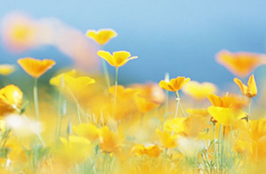 �n����߲��ܳ���Щʳ��