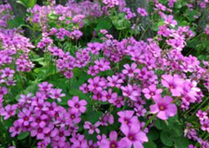 大量掉頭發(fā)的危害性有多大?